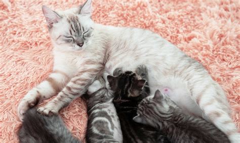 non pregnant cat nursing kittens